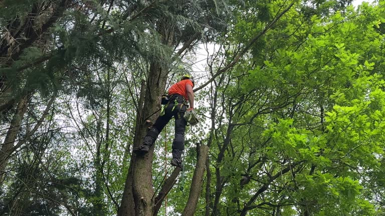 How Our Tree Care Process Works  in West Covina, CA